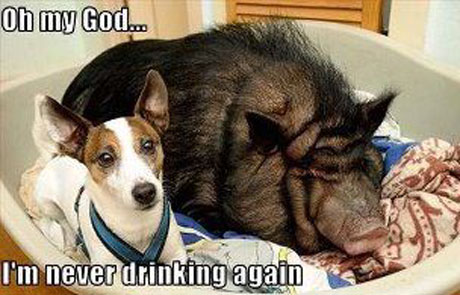 dog never drinking again