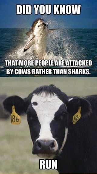Shark or Cow Attack